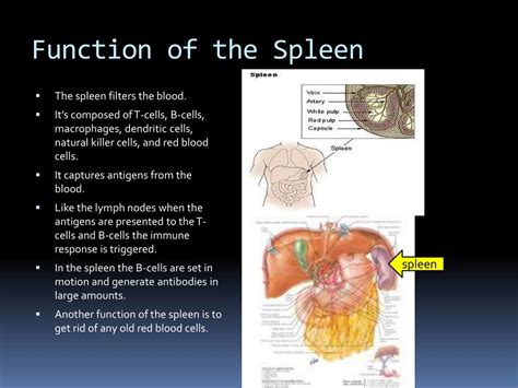 Ppt Immune System Powerpoint Presentation Free Download Id2140110