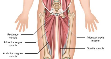 They work to straighten or extend your leg. Help please - Adductor magnus pain - especially when ...