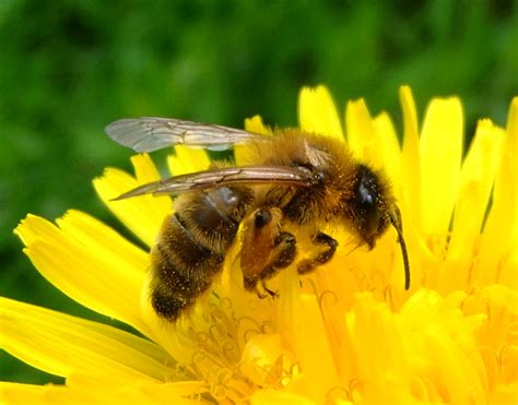 Filehoney Bee On A Dandelion Sandy Bedfordshire 7002893894