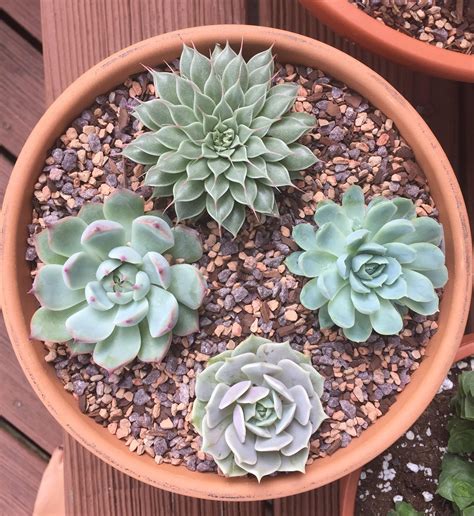 Click on image to view plant details. Found a new succulent nursery near me and couldn't say no ...