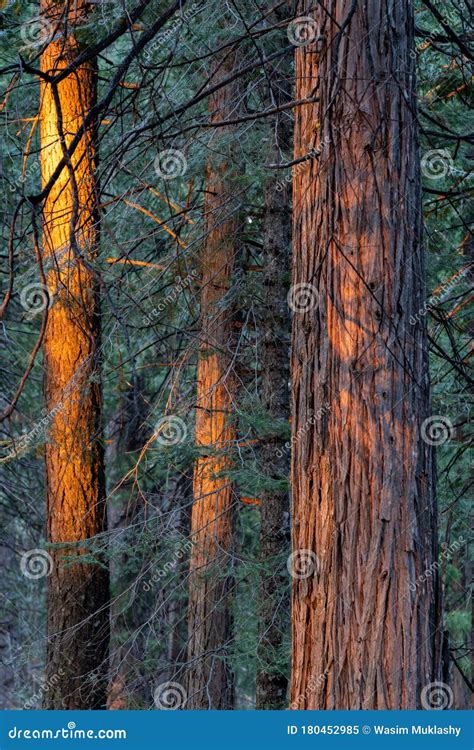 Cedar And Douglas Fir Pine Trees In The Forest In The Sierra Nevada