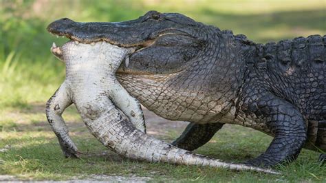 Giant Alligator Eating Another Smaller Alligator Rnatureismetal