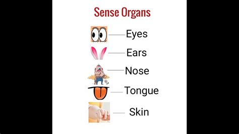 Sense Organs For Nursery Lkg And Ukg Kids Youtube