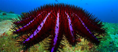 The Destructive Crown Of Thorns Sea Star Critter Science
