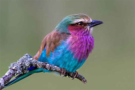 22 Of The Worlds Most Colourful Birds Bird Spot