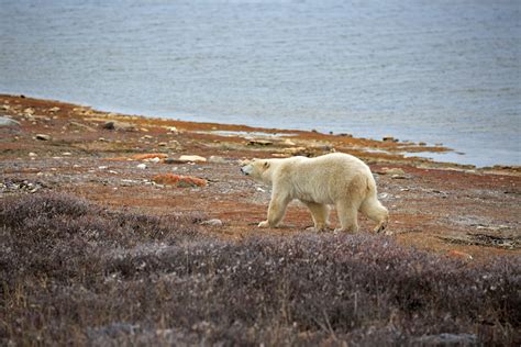 10 Best Things To Do In Churchill Manitoba Map Touropia