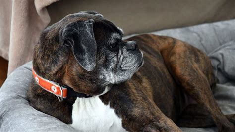 Boxer Dog Breed Information And Pictures Cyberpet