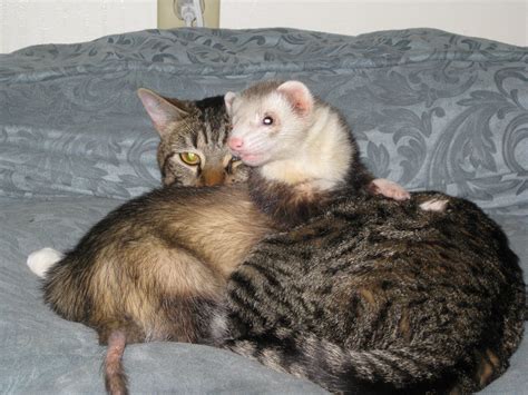 Cat And Ferret Furr Friends Funny Animals Cute Animals Funny Pets