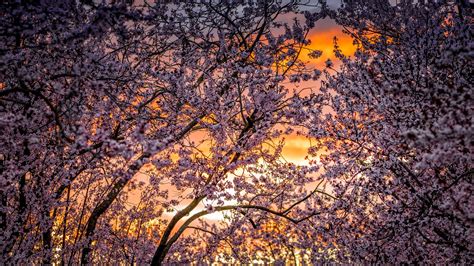 Spring White Cherry Blossoms Flowers Trees In Sunset Background During