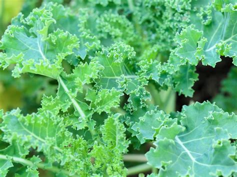 Hot Weather Kale Varieties How To Grow Kale In Zone 9 Gardens
