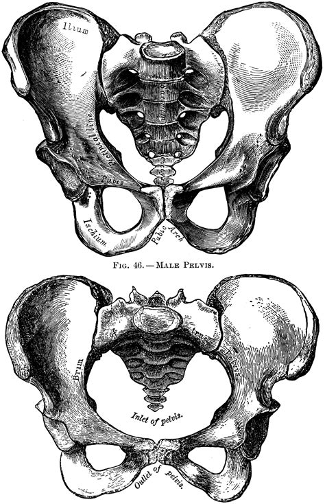 Ilium Pelvic Bone Anatomy
