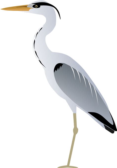 Great Blue Heron Bird Line Art Drawing Bird Png Download 789613