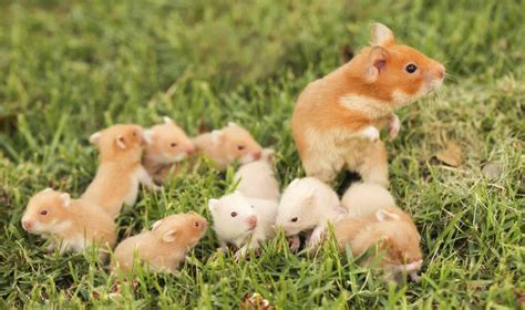 Caring For Pregnant Hamster And Her Babies Hamster Care Guide