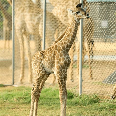 Danzoo Welcomes A Baby Giraffe Bahria Town