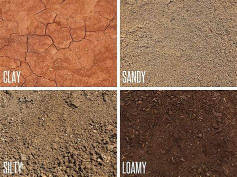 The Secret To Improving Sandy Soil Quality Growfully