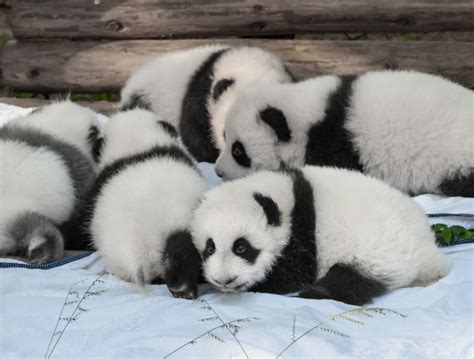 Panda Predators These 6 Animals Kill And Eat Pandas A Z Animals