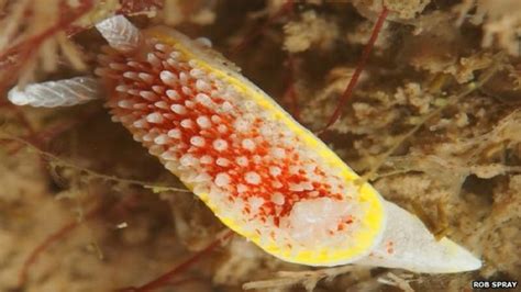 Spectacular Rare Sea Slugs Found On Pembrokeshire Coast Bbc News