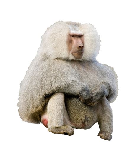 A Hamadryas Baboon With A Faraway Look In Its Eyes Rphotoshopbattles