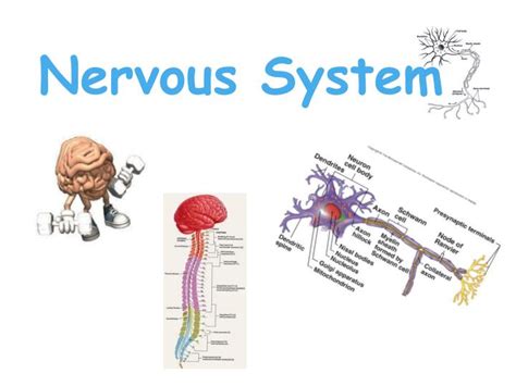 Ppt Nervous System Powerpoint Presentation Free Download Id1771294