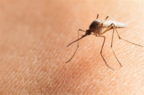 Heres Why Mosquitoes Bite You More Than Everyone Else