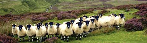 Scottish Blackface Ashbourne Sheep Fair