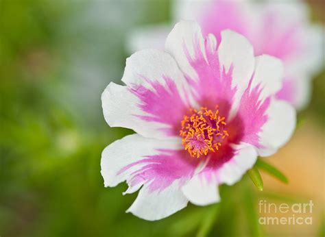 Pink Portulaca Flower Photograph By Tul Chalothonrangsee Fine Art America