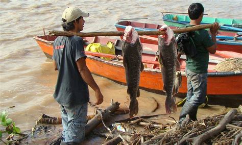 Sas Verifica Lista De Pescadores Que Recibirán Subsidio Agencia Ip