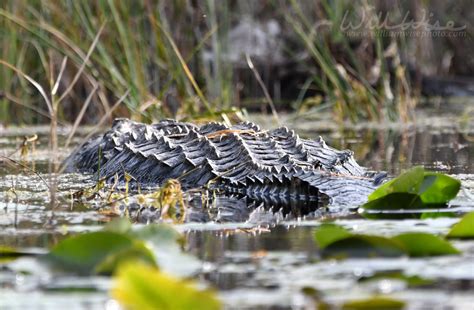 Alligators Of Billys Lake Okefenokee Swamp William Wise Photography