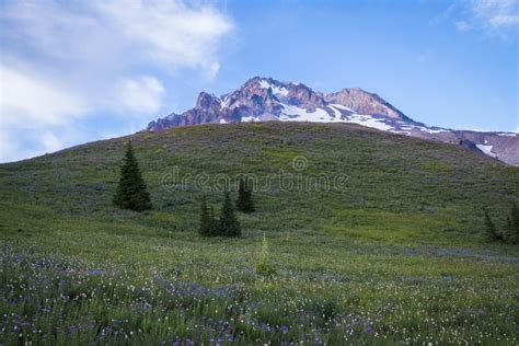 Summer Wildflowers On Mt Hood Oregon Stock Photo Image Of
