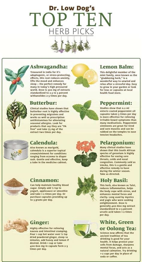 100 Medicinal Plants And Their Uses With Pictures Pdf Learning2breath
