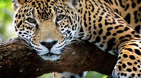 The Meaning And Symbolism Of The Word Jaguar