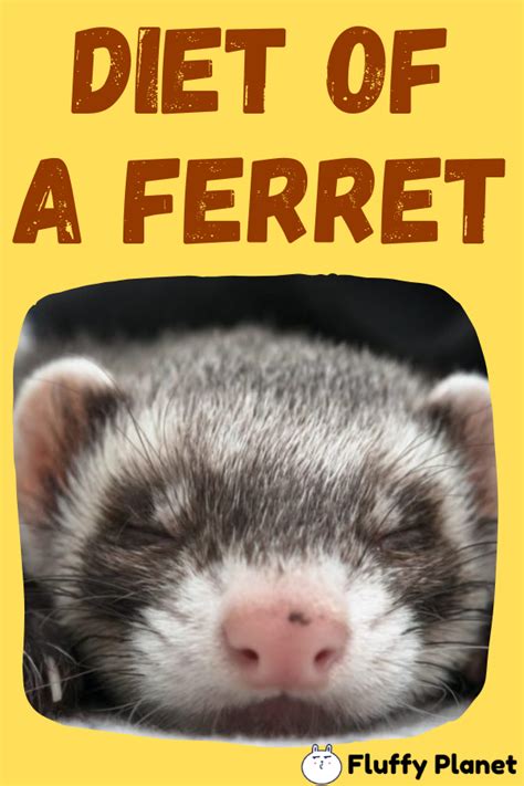 Pine nuts are the fanciest of all the nuts. Can Ferrets Eat Peanut Butter, Peanuts and Tree Nuts ...