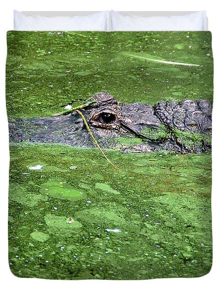Alligator In Swamp Photograph By Aimee L Maher Photography And Art