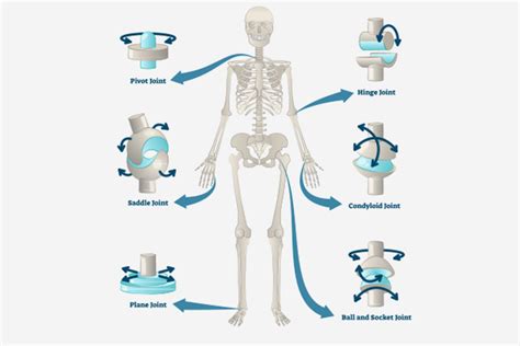 Types Of Movable Joints