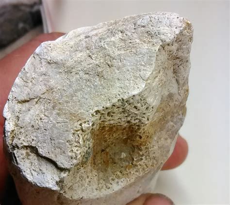 Unknown Peace River Formation Bone Valley Member Fossil Id The