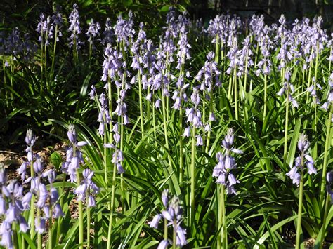 The Phytophactor English Bluebells From Brooklyn