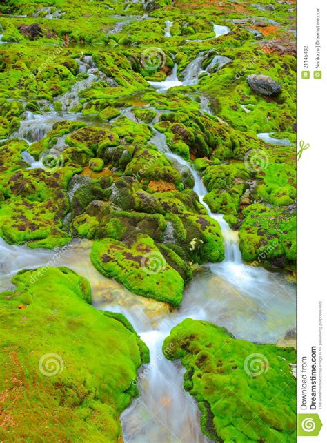 Green Moss With Water Stream Stock Photo Image Of Environment Green