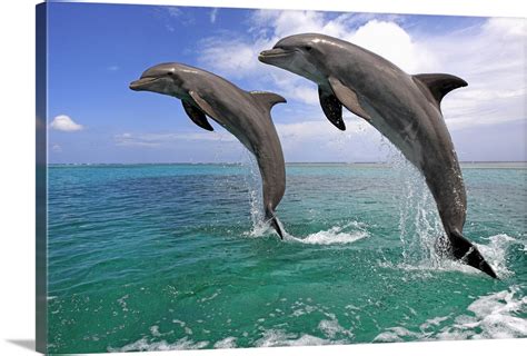 Dolphin Jumping In Unison Honduras In 2021 Dolphins Dolphin Photos