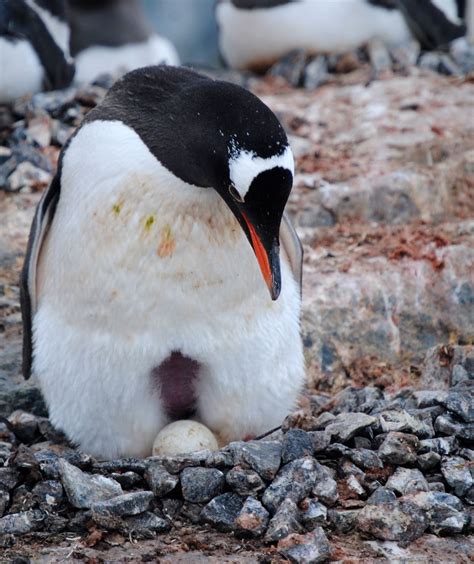 Gentoo Penguin Sitting On A Nest With An Egg In Antarctica