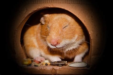 Not All Hamsters Are The Same Burgess Pet Care