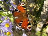 10 Tipps, wie Sie Schmetterlingen helfen können