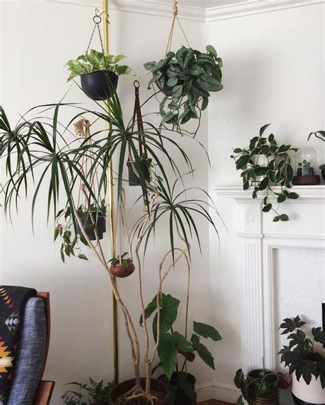 Clever Ways To Hang Your Plants Hanging Plants Cool Plants Plants