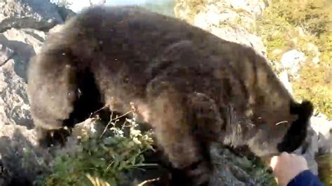 Un grimpeur attaqué par un ours la séquence a choqué vidéo