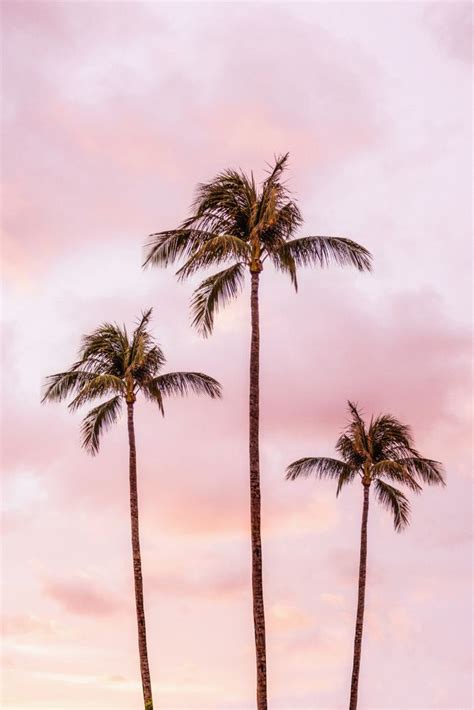 Three Palm Trees Against A Pink Sky