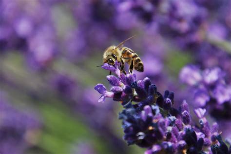 Französischer Lavendel Der betörende Duft der Provence