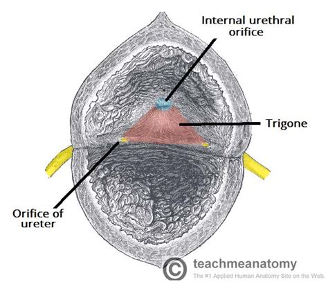 Organs Of The Pelvis Teachmeanatomy