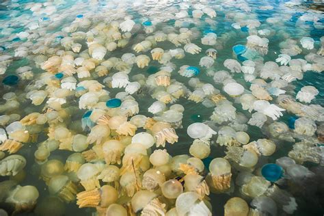 Jellyfish Characteristics Types Reproduction Habitats And More