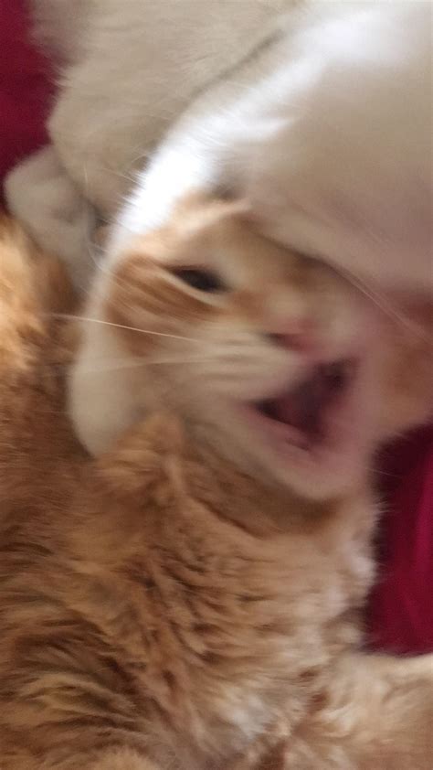 Blurry Picture Of Cat Blurrypicturesofcats
