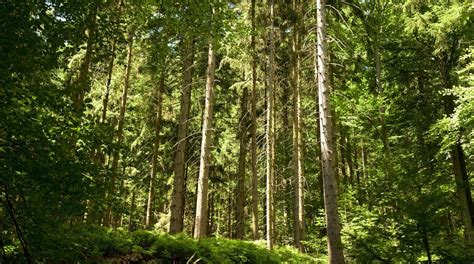 Central North Black Forest Nature Park In Baden Württemberg Tours And