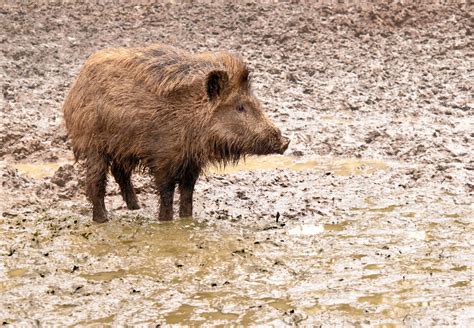 All About Animal Wildlife The Wild Pig Info Photos Images